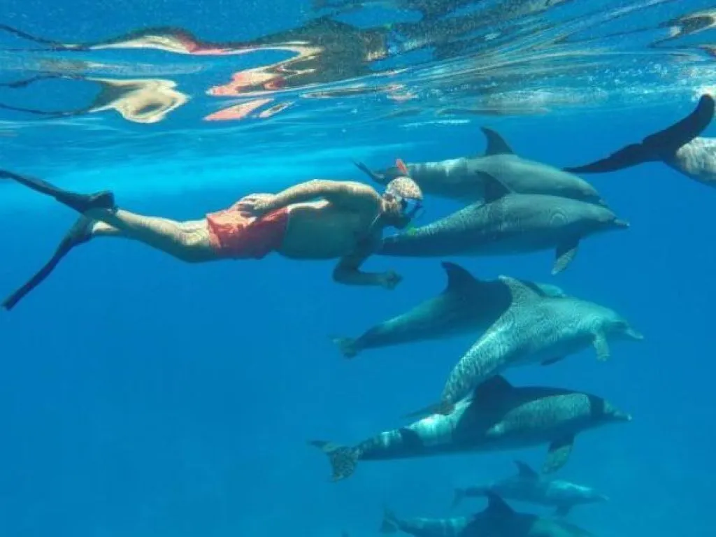 Dolphin House Snorkeling Trip – Hurghada dolphin-house-snorkeling-trip-hurghada/Dolphin_House_Snorkeling_Trip_–_Hurghada.jpg